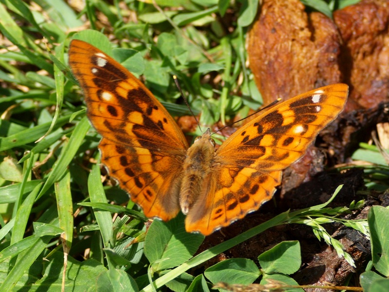 Nymphalidae - Apatura ilia